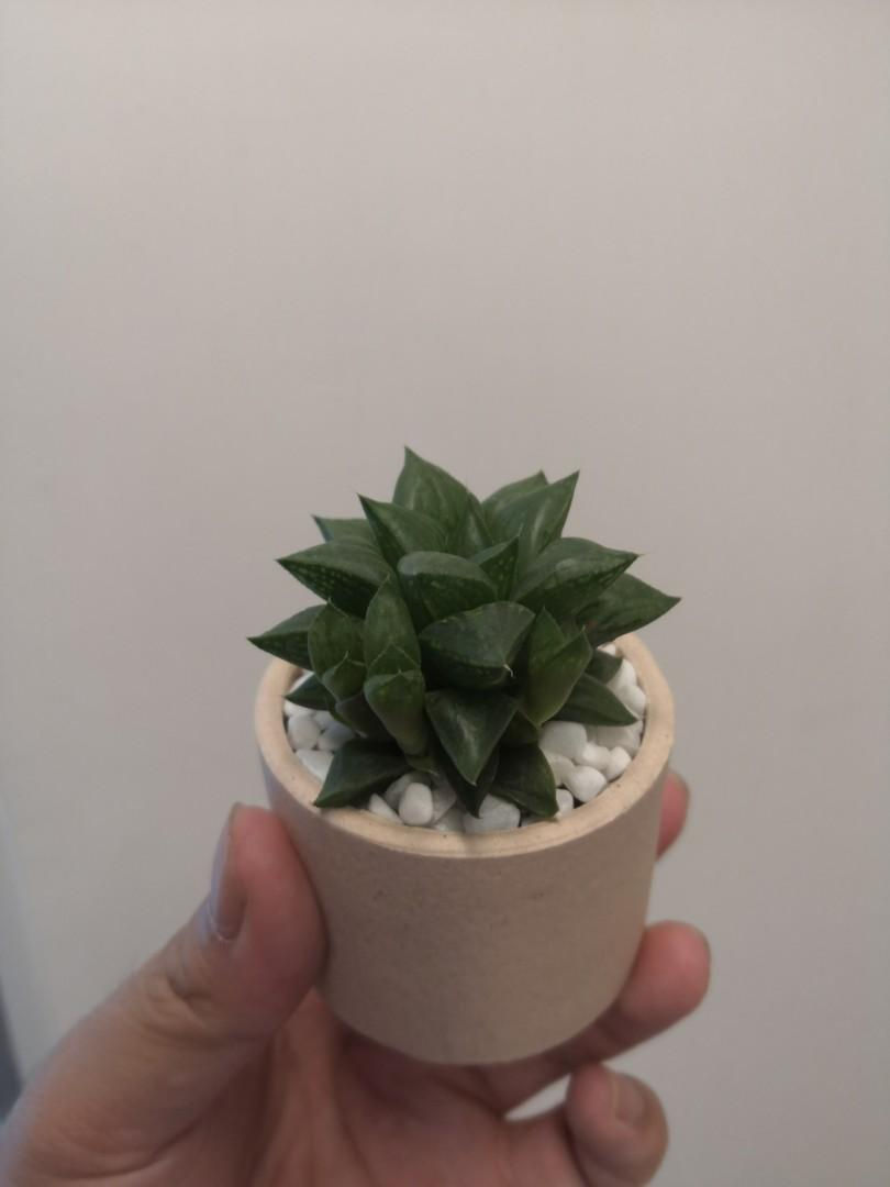 縮圖：多肉植物🌵1D