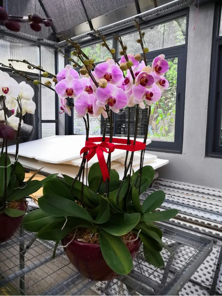 縮圖：蝴蝶蘭（台灣種）