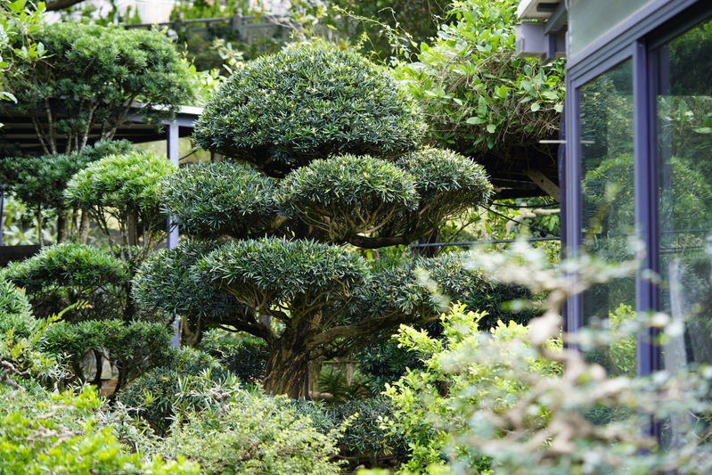 Garden Nursery|Plant Purchase & Delivery|Plant Rental