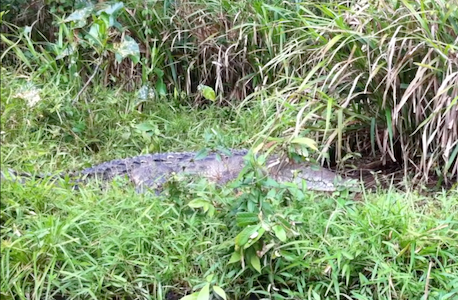 Crocodile found on Tortuguero tour