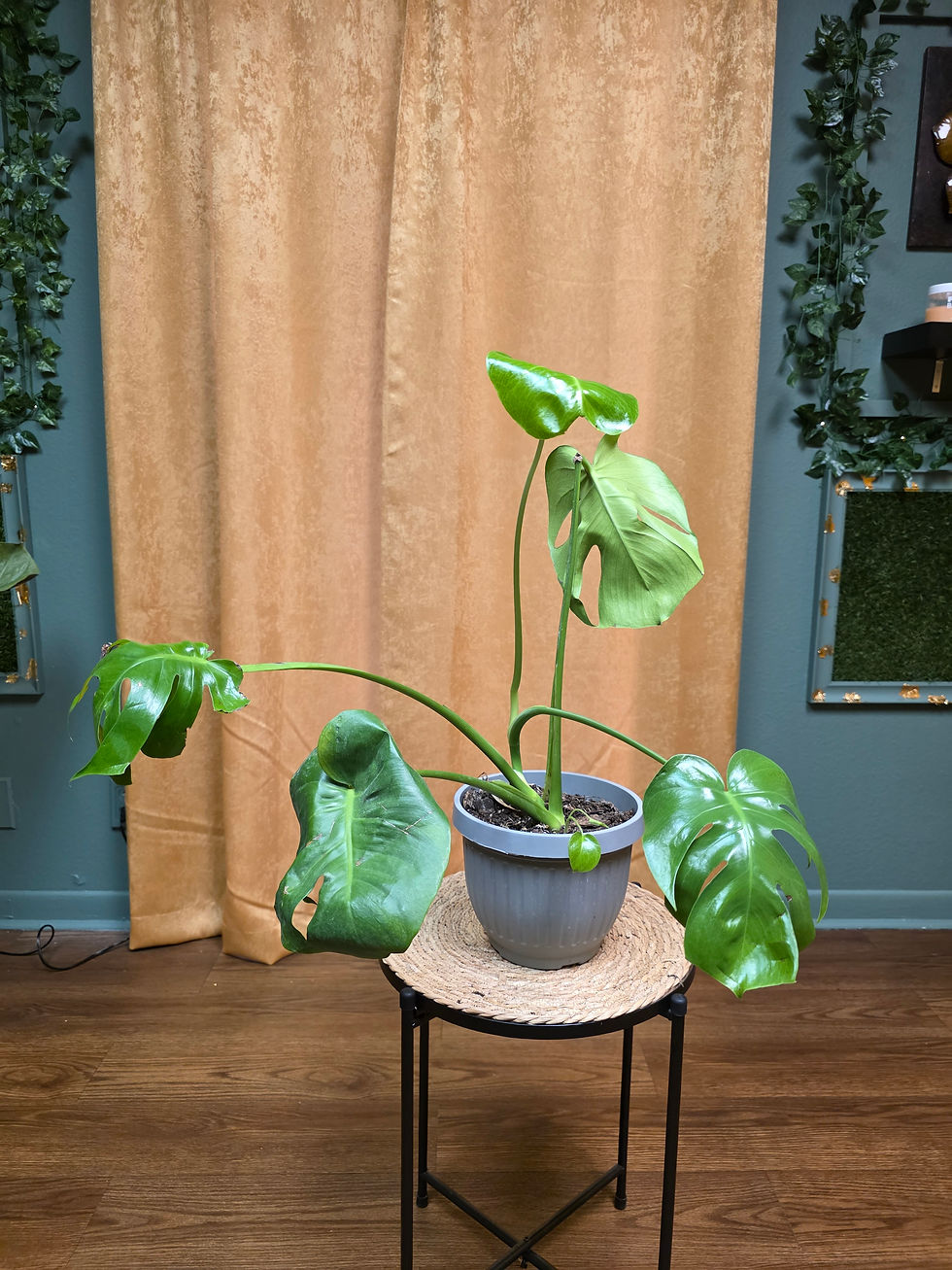 Monstera Deliciosa (Swiss Cheese Plant)