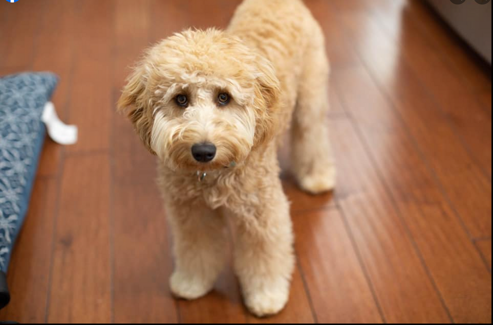 Photos Iowa Goldendoodle Dandy's United States