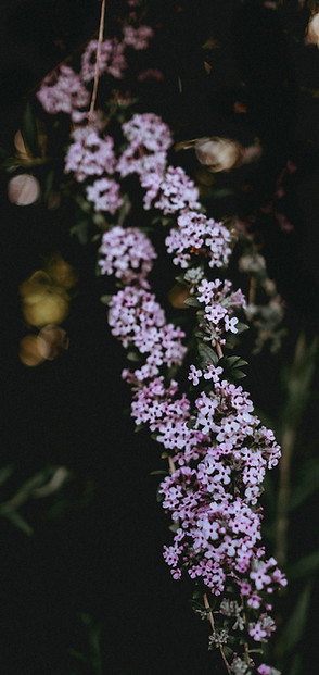 Purple Flowers