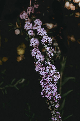 Flores moradas