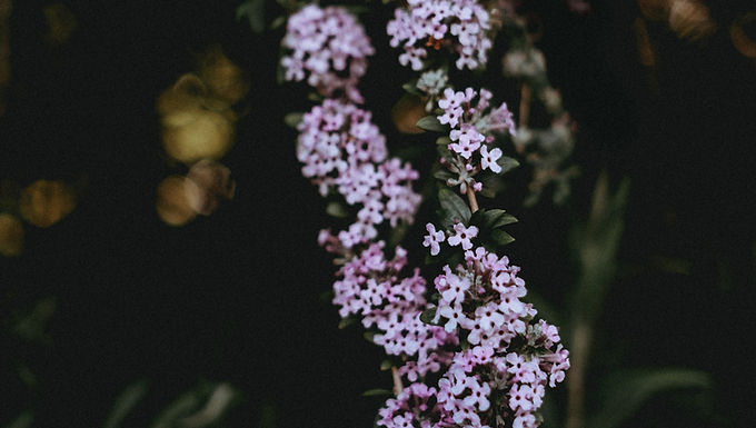 Scutellaria Baicalensis
