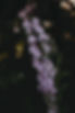 Purple Flowers