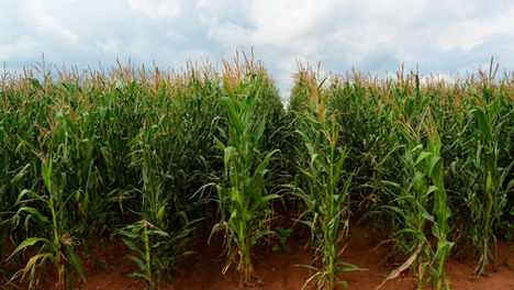 Understanding the Market for Adaptation Investment in Africa - Adaptation Finance Window for Africa Market Consultations Report
