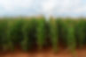 maize.jpg