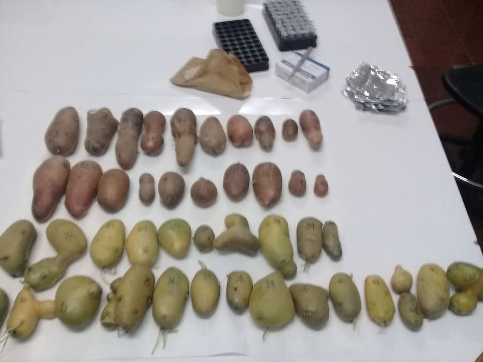Muestra de papa a diagnosticar.