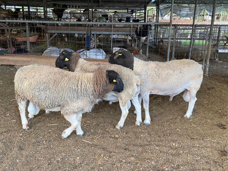 SAG/Dicta impulsará la producción ovina y caprina