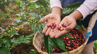 Honduras alcanzará cifra récord en la generación en divisas por las exportaciones de café