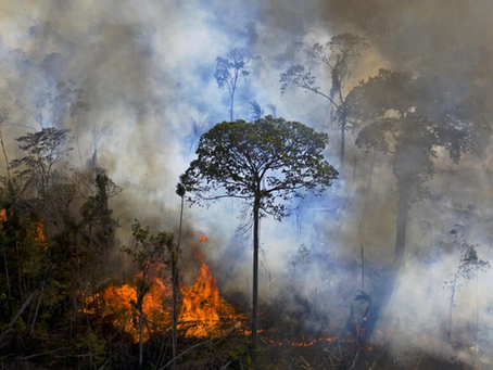 Brasil registra el peor octubre en deforestación desde 2015