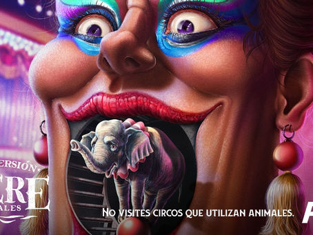 Ogilvy Honduras y Peta Latino se unen contra el sufrimiento animal