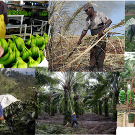 Secretaría de Finanzas destina L300 millones a BANADESA para fortalecer el crédito agrícola