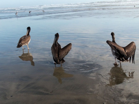 SENASA toma medidas sanitarias por hallazgo de Influenza Aviar en aves silvestres
