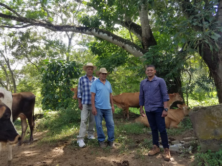 Los beneficiados deben reforestar: Con Bono Ganadero promueven una ganadería sostenible