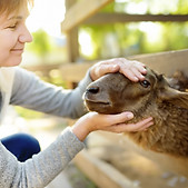 Petting sheep.