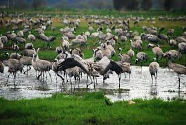 hula reserve.jpeg
