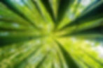 Bamboo background 2.jpg