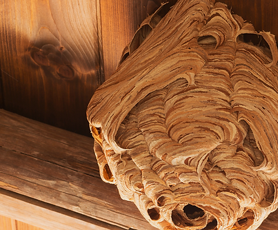 Crimson Website (1).png