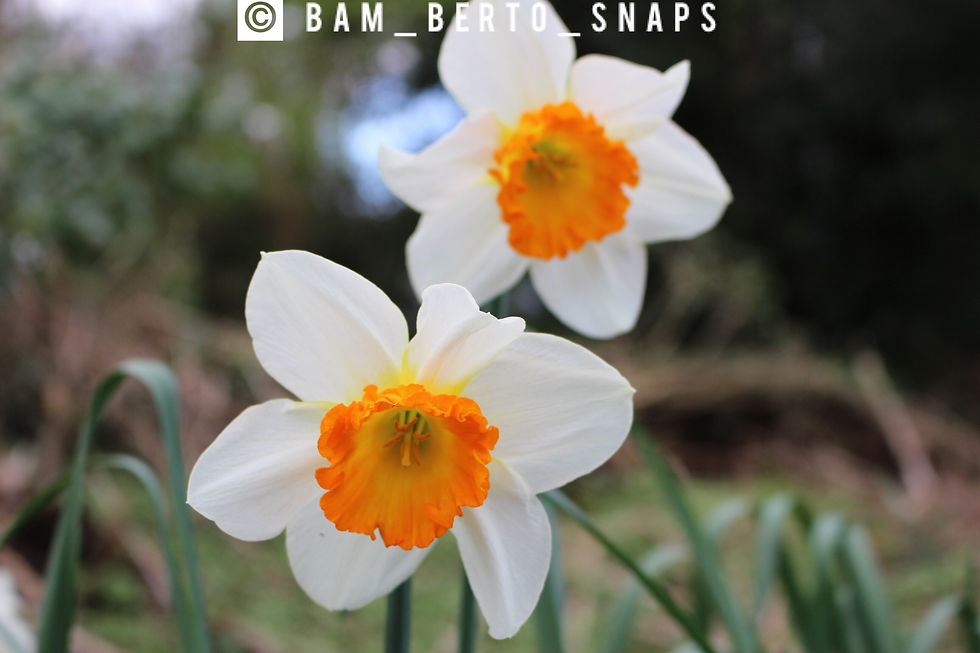 Daffodil