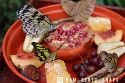 butterfly feed 2