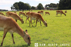 Synchronised Deer Eating