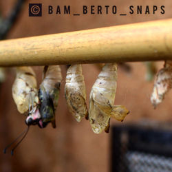 Hatching butterfly & Cocoon