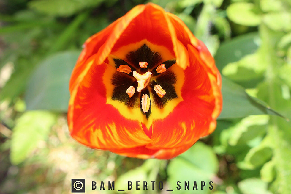 Tulip