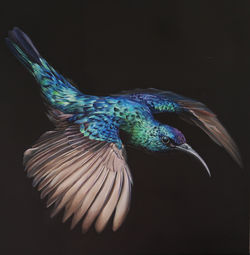 Cinnyris osea, the Palestine sunbird