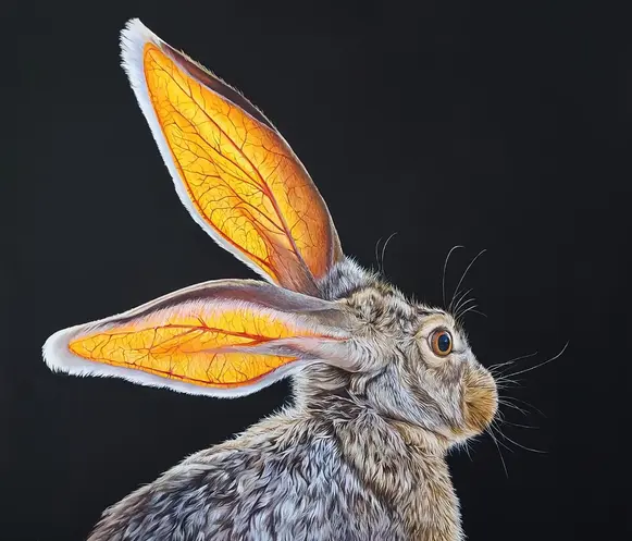 Lepus californicus, 2023