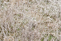 Wild Things,E2R,Frost, 2022. N°5970.