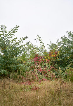 Wild Things, E2R, Automnales, 2022.N°1841