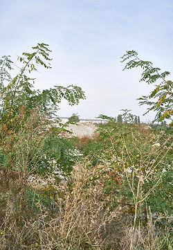 Wild Things, E2R, Automnales, 2022. N°2041..jpg