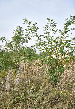 Wild Things, E2R, Automnales, 2022.N°2038.