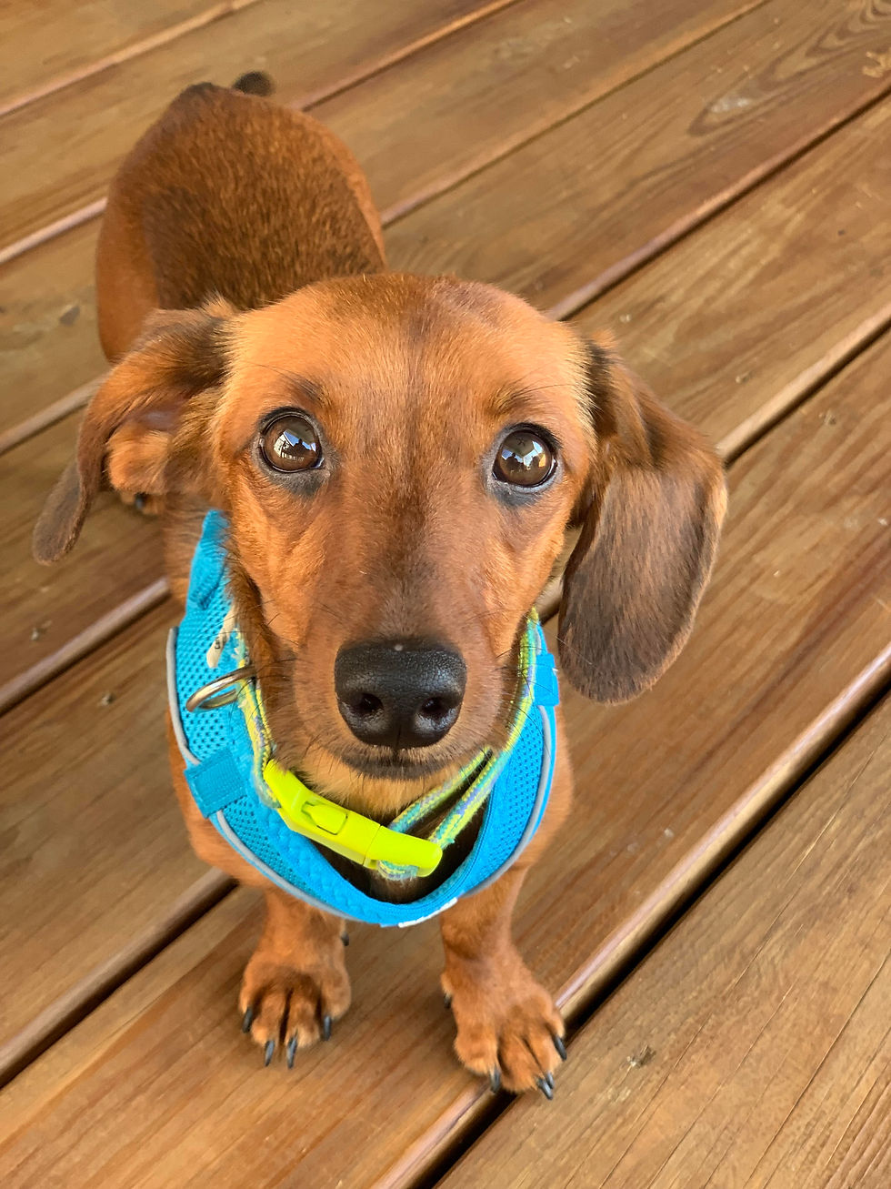 a tan dachshund lays in the sun