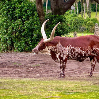Disney World Kilmanjaro Safari at Dawn Marisa Balletti-Lavoie and Krystal Billings