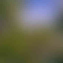 Pandora Disney Animal Kingdom Photos by Marisa Balletti-Lavoie Queen of Sass