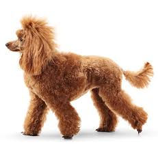 Barbone (Standard Poodle)