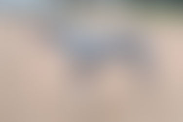 L'Alano: Il Gigante Gentile - Storia, Carattere e Vita in Famiglia