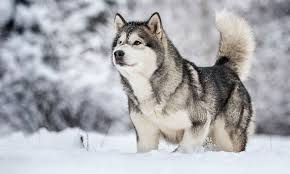 Alaskan Malamute