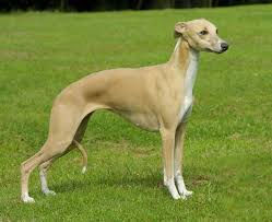 Whippet