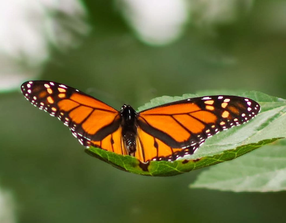 Butterflies and Good-byes