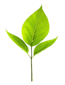 Feuille.png