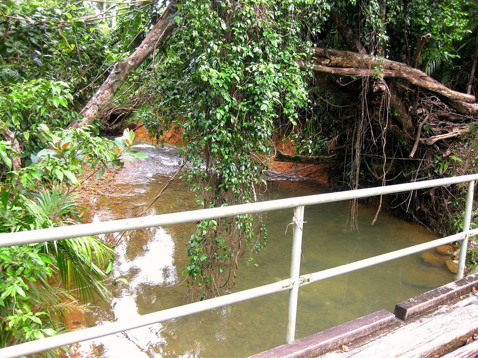 Licuala Walking Track