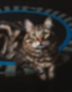 Yeti'26_NGP6.jpg
