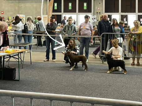 Éleveur de berger australien: Des chiots sains disponibles