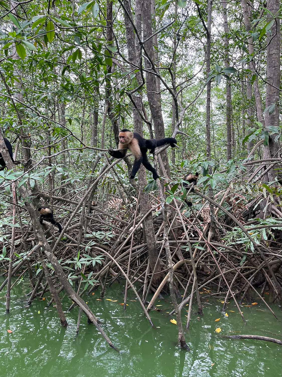 Mangrove Boat or Kayak