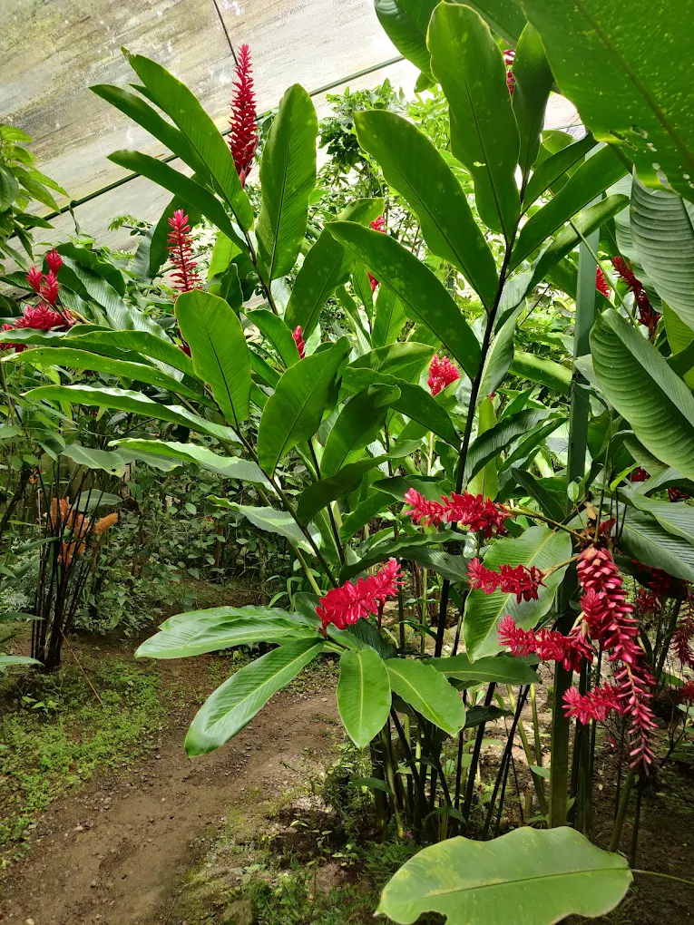 Catarata Esmeralda Uvita flowers
