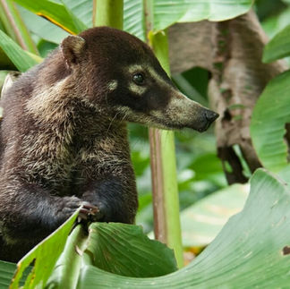 coatis costa rica